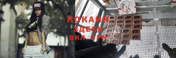 прущие грибы Михайловск