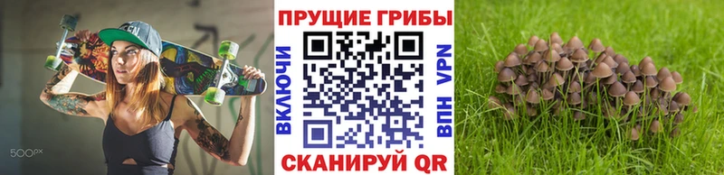 Псилоцибиновые грибы Cubensis  наркотики  Ессентуки 